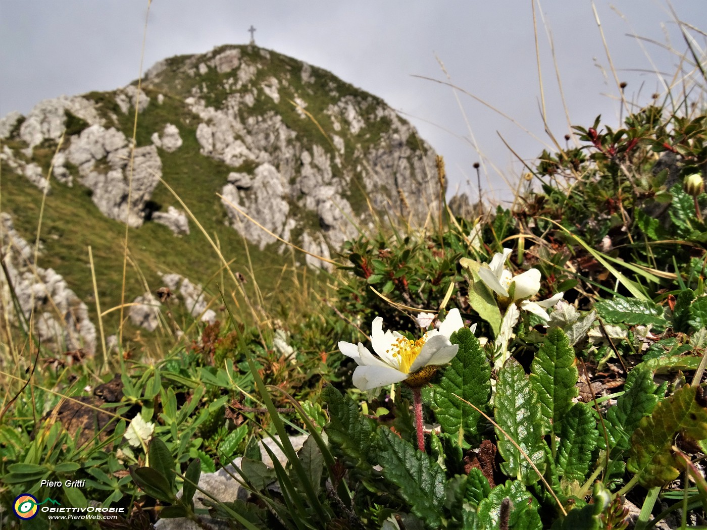 49 Dryas ocotopetala (Camedrio alpino) con vista in Cima Alben.JPG